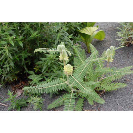 Astragalus alopecuroides - kozinec