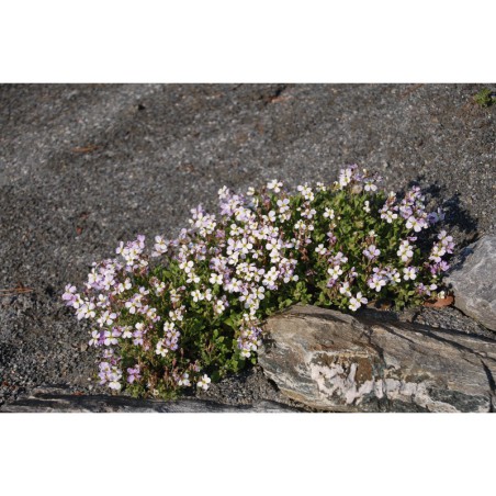 Aubrieta Tricolor - tařička