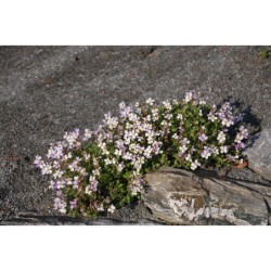 Aubrieta Tricolor - tařička