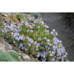 Campanula incurva - zvonek
