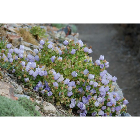 Campanula incurva - zvonek