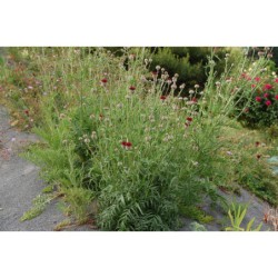 Centaurea atropurpurea - chrpa