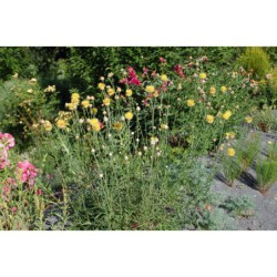 Centaurea orientalis - chrpa