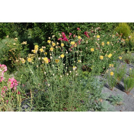 Centaurea orientalis - chrpa