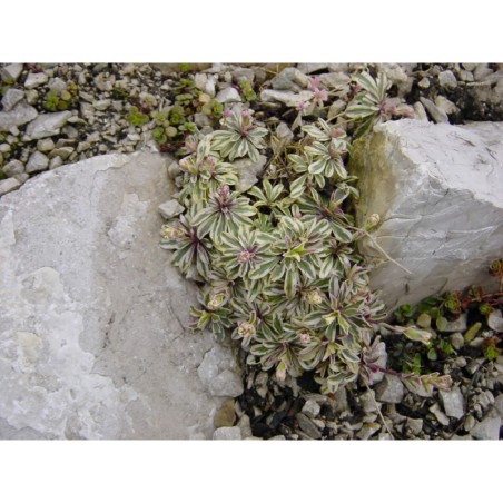 Arabis procurrens Variegatus - huseník