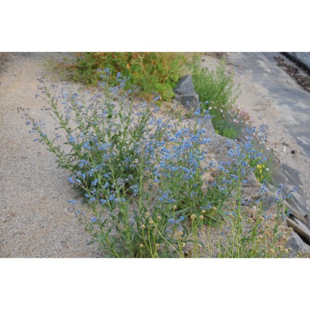 Cynoglosum lanceolatum - užanka