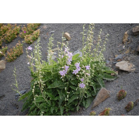 Campanula sarmatica - zvonek