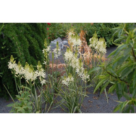 Camassia leichtlinii - ladoník