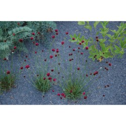 Dianthus pinifolius - hvozdík