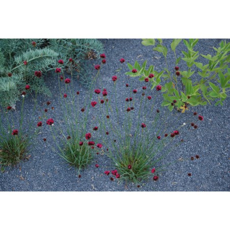 Dianthus pinifolius - hvozdík