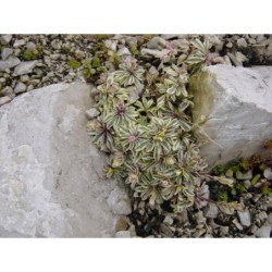 Arabis procurrens Variegatus - huseník