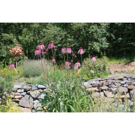 Echinacea pallida - třapatka