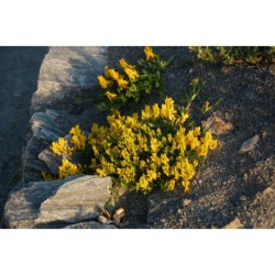 Genista depressa - kručinka