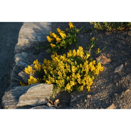 Genista depressa - kručinka