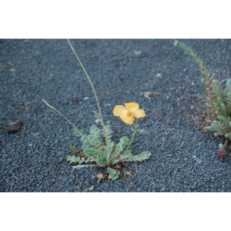 Glaucium leptocarpum - rohatec