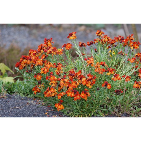 Cheiranthus cheirii - chýr