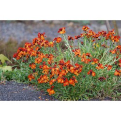 Cheiranthus cheirii - chýr