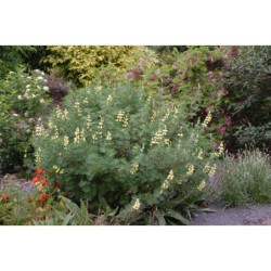 Lupinus luteus - vlčí bob