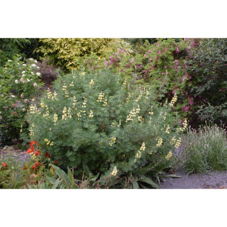 Lupinus luteus - vlčí bob