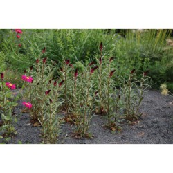 Lysimachia atropurpurea - vrbina