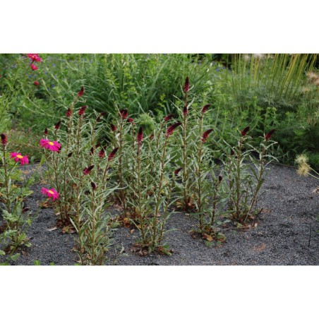 Lysimachia atropurpurea - vrbina