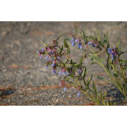 Mertensia lanceolata - plícněnka