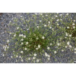 Minuartia bulgarica - písečnice