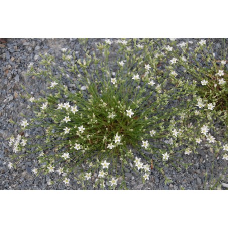 Minuartia bulgarica - písečnice