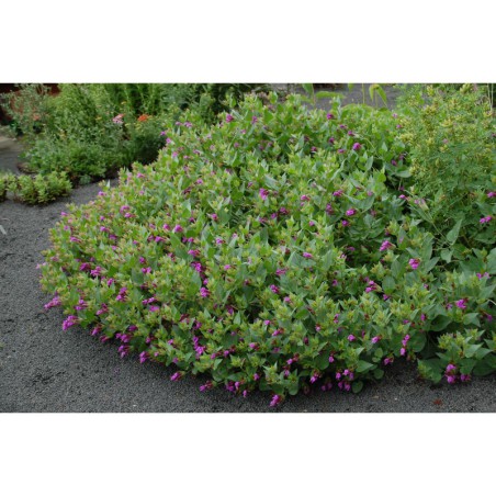 Mirabilis multiflora - nocenka