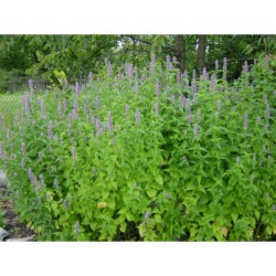 Agastache urticifolia - indiánská kopřiva