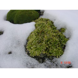 Arabis procurrens Old Gold - huseník