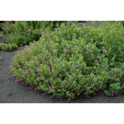 Mirabilis multiflora - nocenka