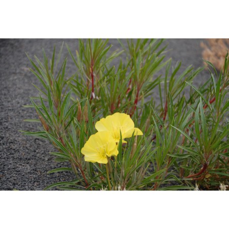 Oenothera fremonthii - pupalka