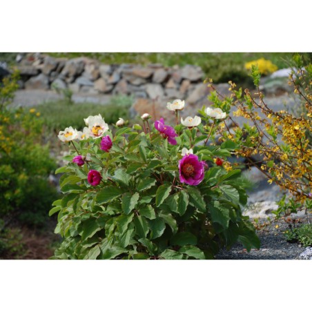 Paeonia caucasica - pivoňka