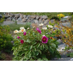 Paeonia caucasica - pivoňka