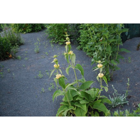 Phlomis fruticosa - sápa