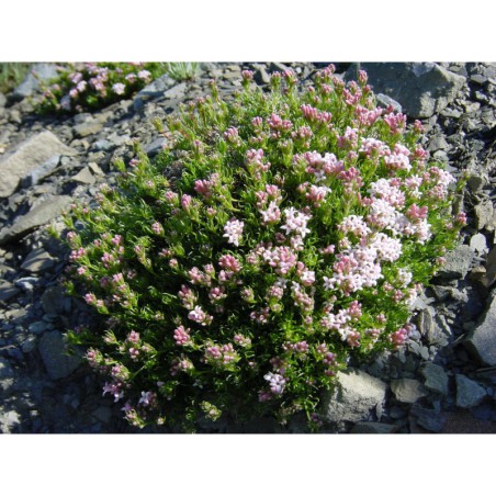 Asperula nitida - mařinka