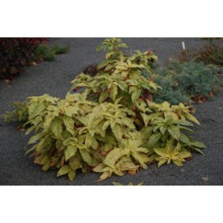 Phytolaca americana Variegata - líčidlo