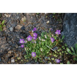 Campanula biebersteiniana - zvonek