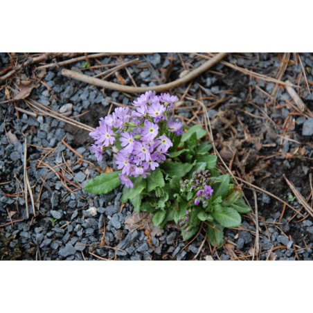 Primula algida - prvosenka