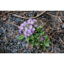 Primula algida - prvosenka