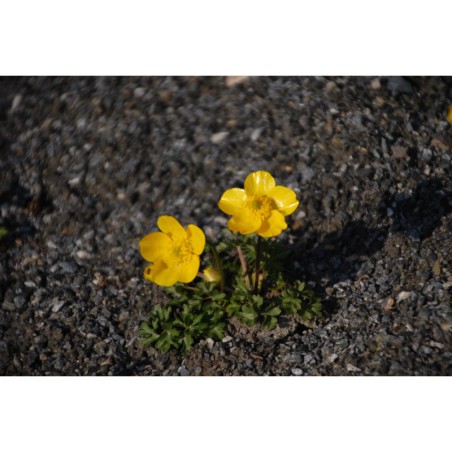 Ranunculus gregerianus - pryskyřník