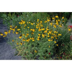 Ratibida columnifera