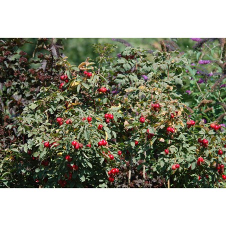 Rosa pomifera Karpatia -růže jablíčková