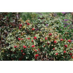 Rosa pomifera Karpatia -růže jablíčková