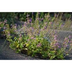 Salvia przewalskii - šalvěj