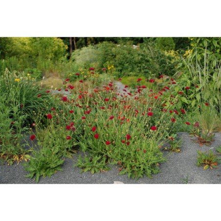 Scabiosa macedonica - hlaváč