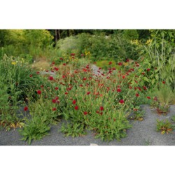 Scabiosa macedonica - hlaváč