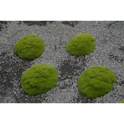 Scleranthus biflorus s. uniflorus - průtržník