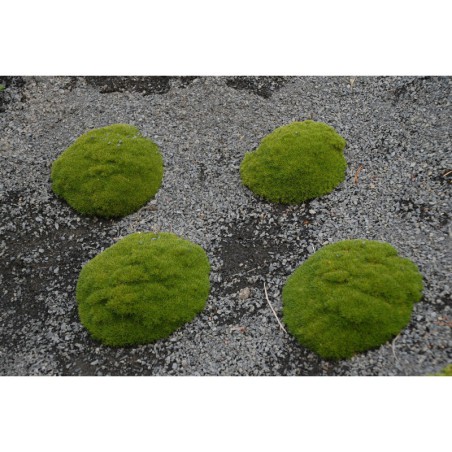 Scleranthus biflorus s. uniflorus - průtržník